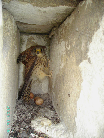 Grillaio Falco naumanni